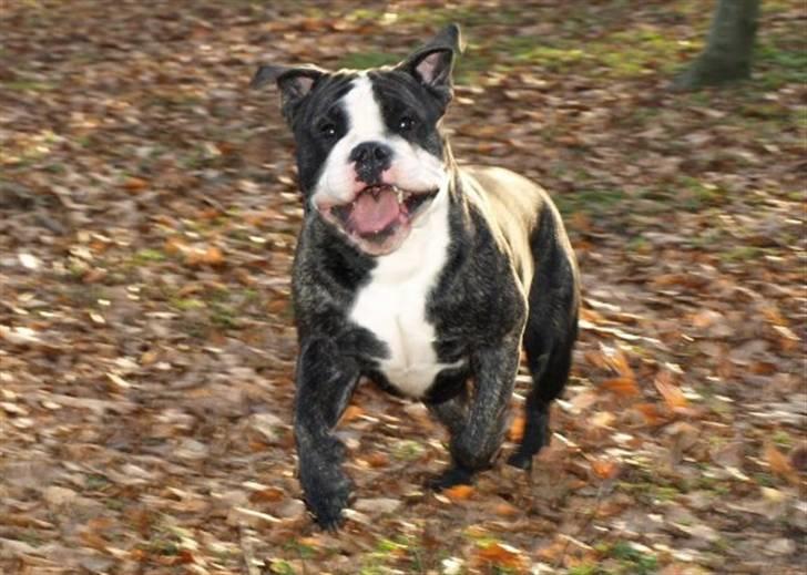 Olde victorian bulldogge Geo billede 14