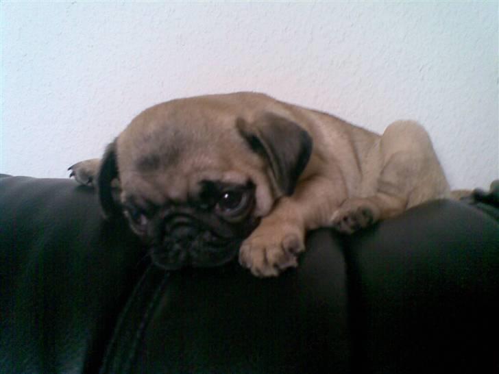 Mops Berta - Jeg tager mig lige en slapper hjemme hos mormor og morfar :) billede 2