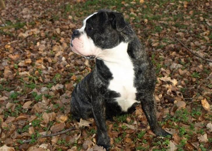 Olde victorian bulldogge Geo billede 15