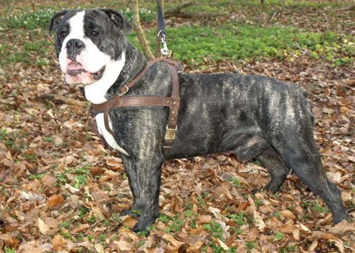 Olde victorian bulldogge Geo billede 16