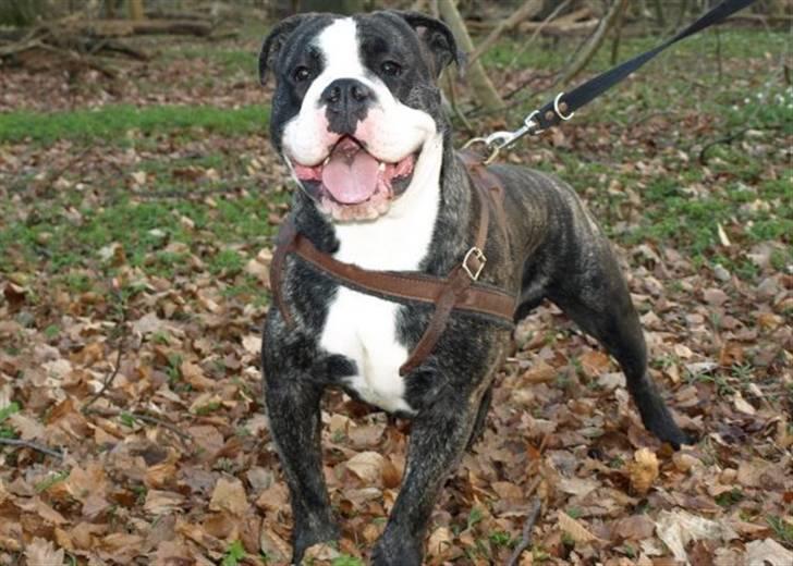 Olde victorian bulldogge Geo billede 17