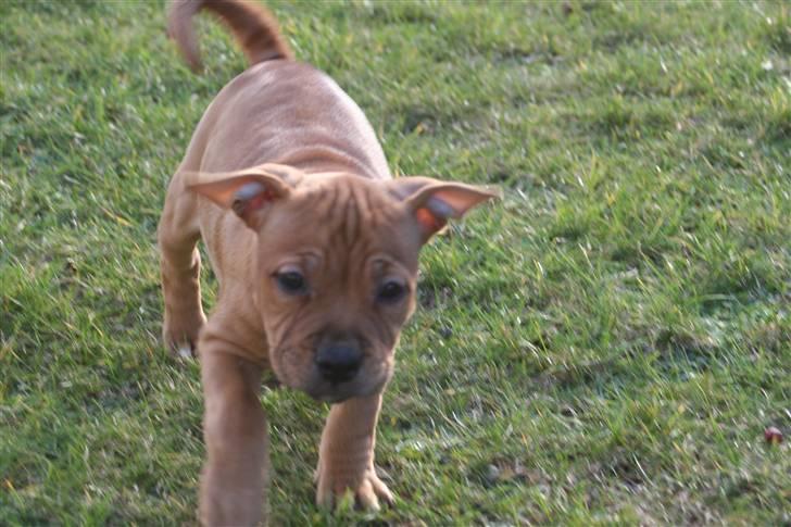 Staffordshire bull terrier Nala billede 5
