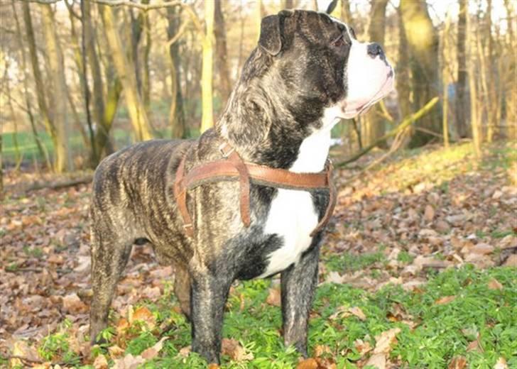 Olde victorian bulldogge Geo billede 18