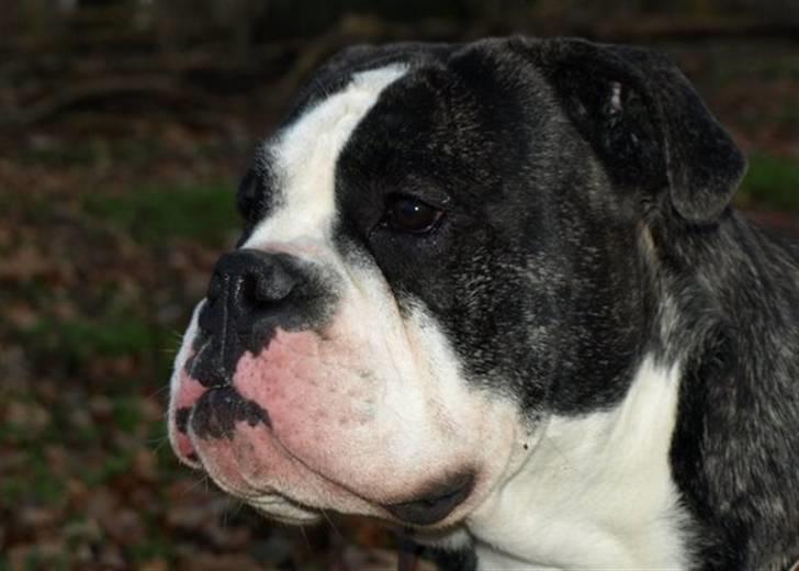 Olde victorian bulldogge Geo billede 19