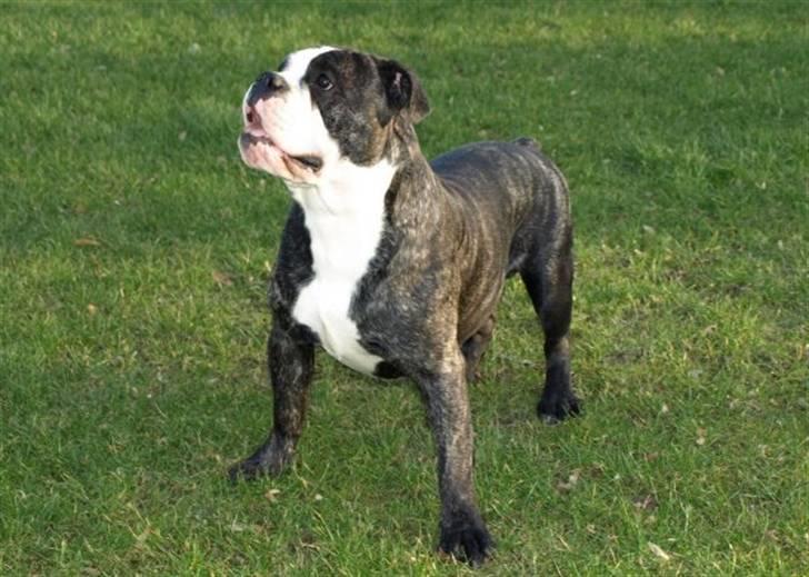 Olde victorian bulldogge Geo billede 20