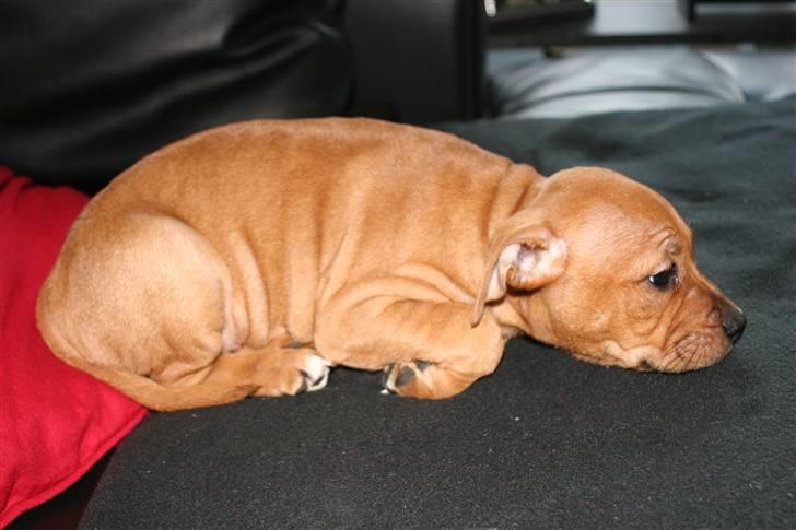 Staffordshire bull terrier Nala billede 6