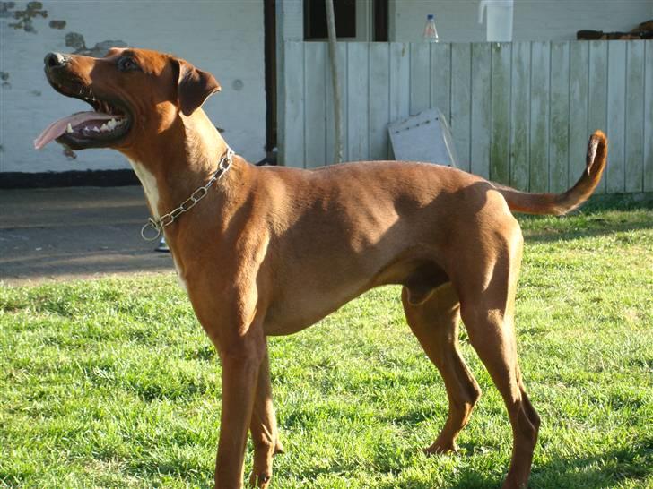 Blanding af racer Kenzo (Dobermann/Amstaff) [Himmelhund] - Kast den nu (2 år) billede 6