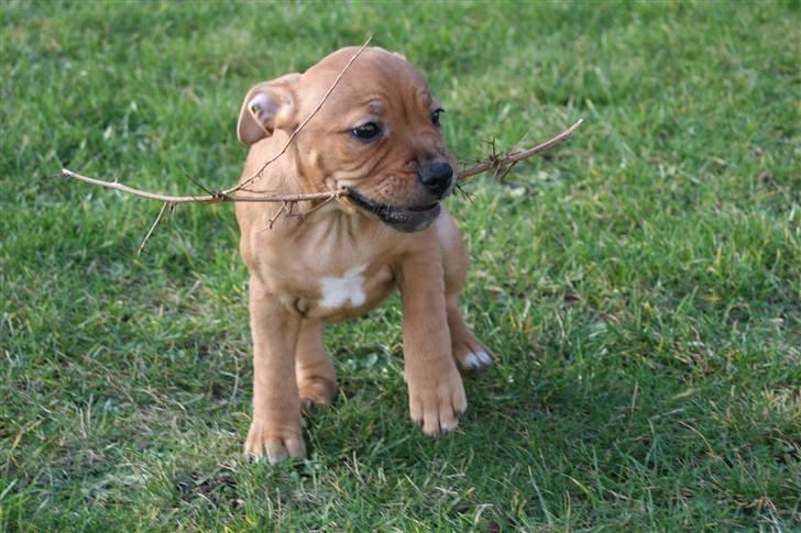 Staffordshire bull terrier Nala billede 7