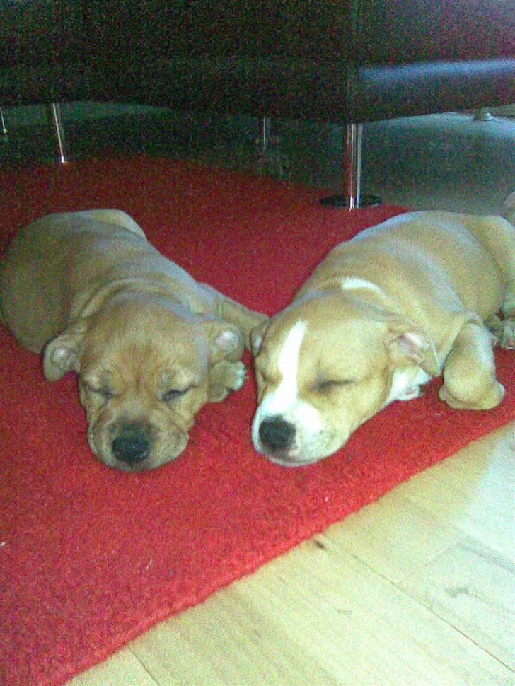 Staffordshire bull terrier Nala - Nala og hendes bror Baz den først dag vi havde hende billede 8