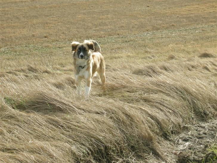 Blanding af racer Mulle billede 20