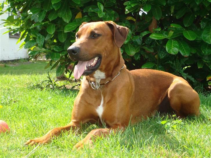 Blanding af racer Kenzo (Dobermann/Amstaff) [Himmelhund] - Ligger lige og nyder det hele (2 år) billede 7