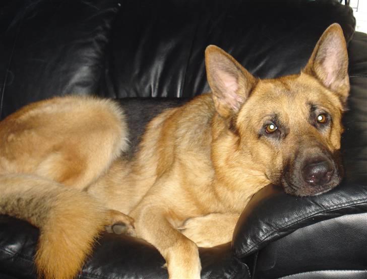 Schæferhund Chico - Chico putter... billede 1