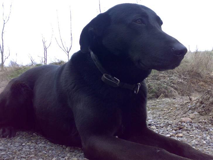 Blanding af racer Rollo billede 11