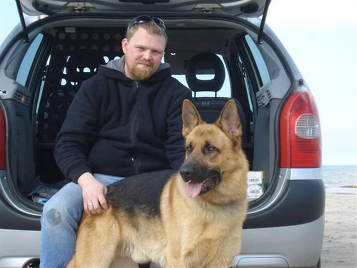 Schæferhund Chico - Bico og far... billede 2