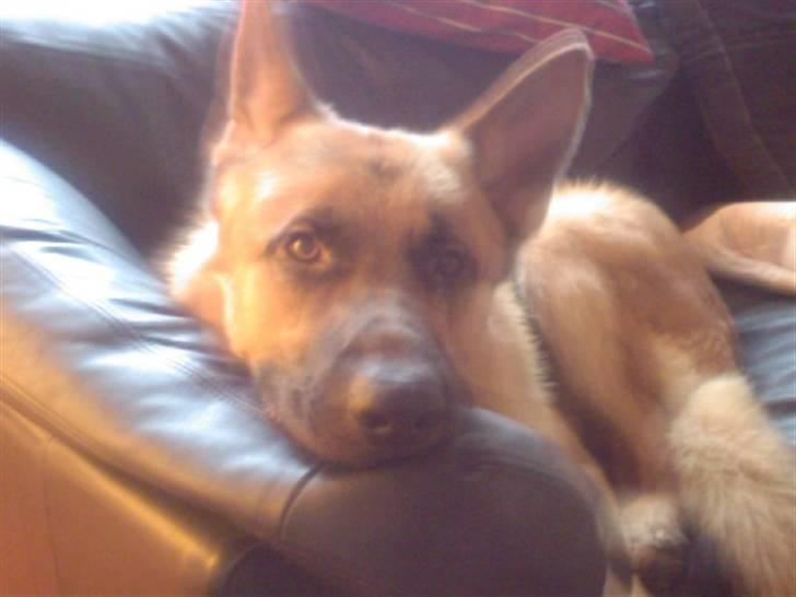 Schæferhund Chico - Tager lige en slapper i sofaen.. billede 3