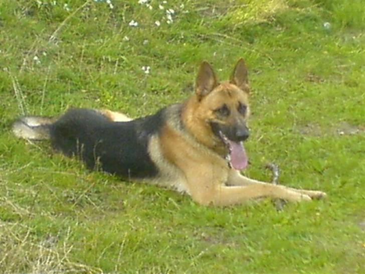 Schæferhund Chico - græsset er grønt... billede 4
