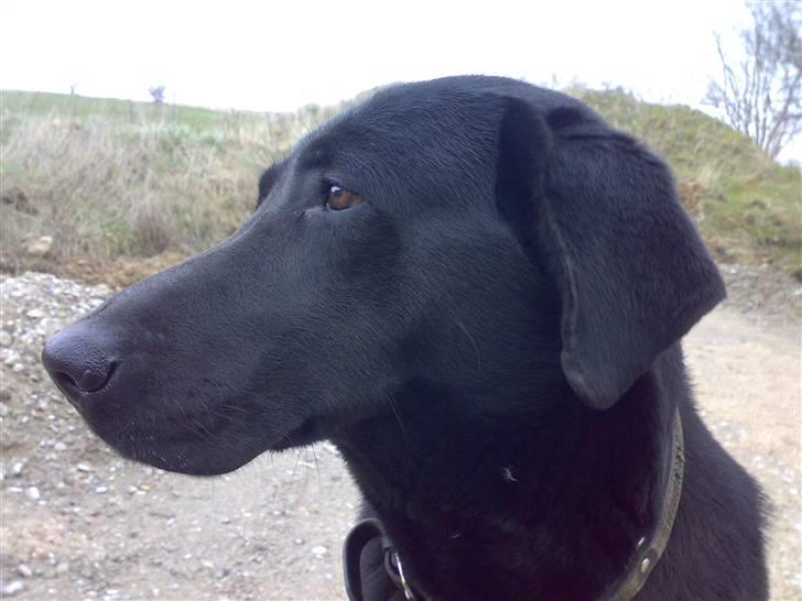 Blanding af racer Rollo billede 12