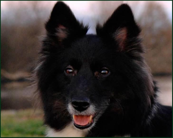 Islandsk fårehund Sólargeisli Eiga - Hej jeg hedder Sólargeisli Eiga, dette er min profil billede 1