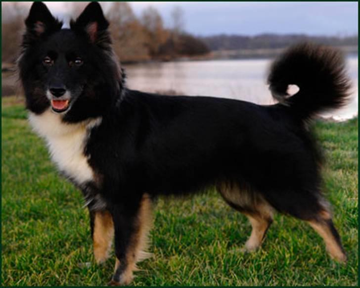 Islandsk fårehund Sólargeisli Eiga - Jeg er god til at stå... billede 2