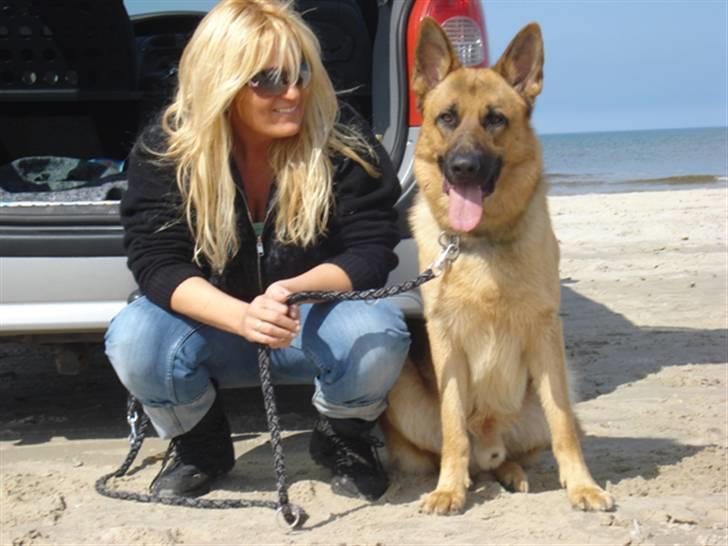 Schæferhund Chico - Chico og mor ved stranden... billede 6