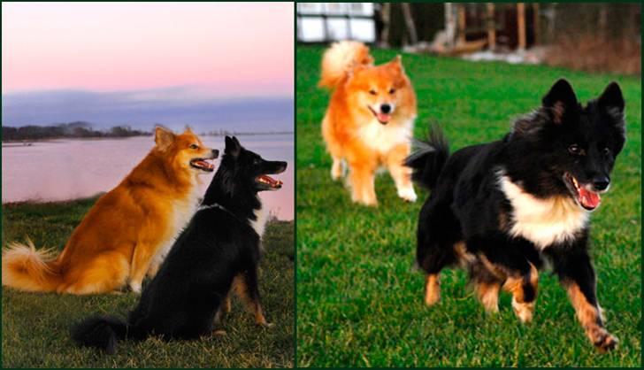 Islandsk fårehund Sólargeisli Eiga - Mon der er hundeguffer i farvandet? Her er jeg lige ved "at starte". Taco kan ikke følge med. billede 4