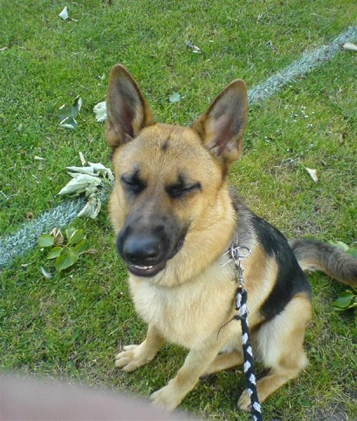 Schæferhund Chico - misser med øjene.. billede 8