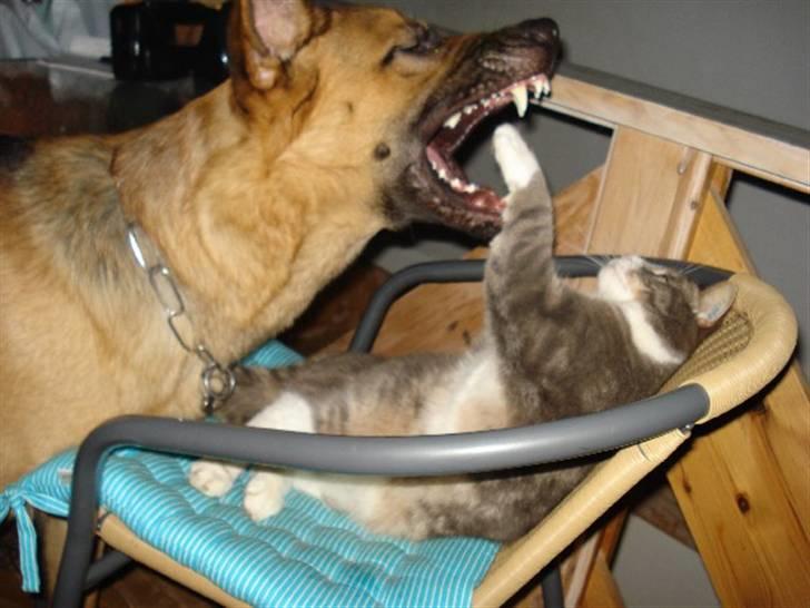 Schæferhund Chico - Chico og Prutten slås for sjov... billede 9