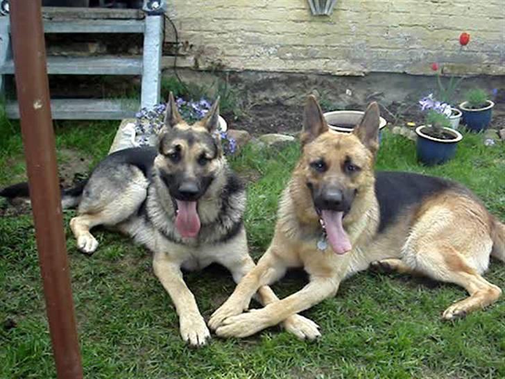 Schæferhund Chico - Chico med hans ven Tasso billede 11