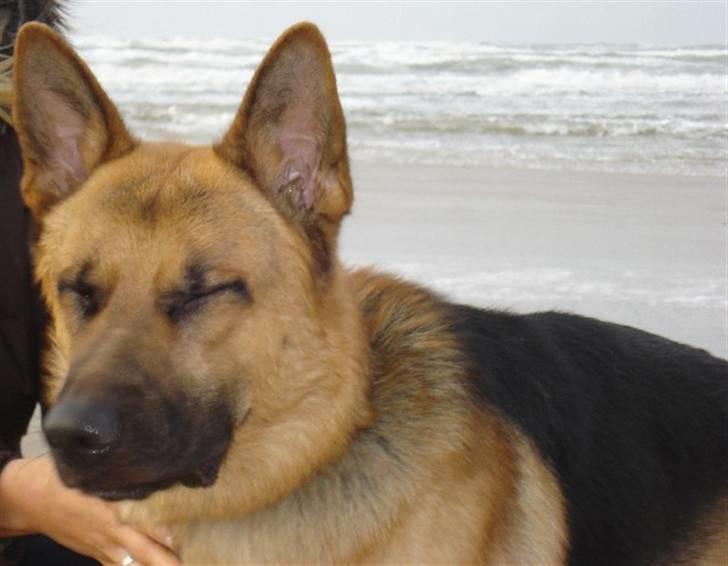 Schæferhund Chico - på Tversted strand i total blæsvejr... billede 12