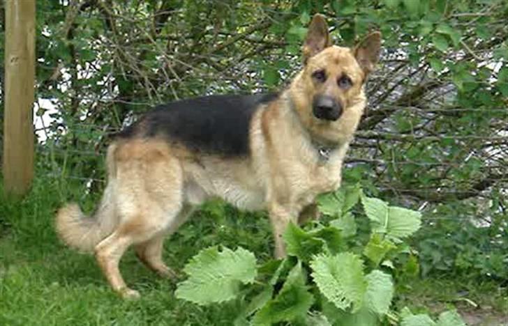 Schæferhund Chico - Nyder haven... billede 13