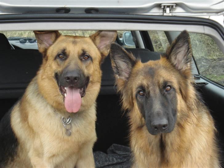 Schæferhund Chico - Chico og hans forlovede Pivert... billede 14