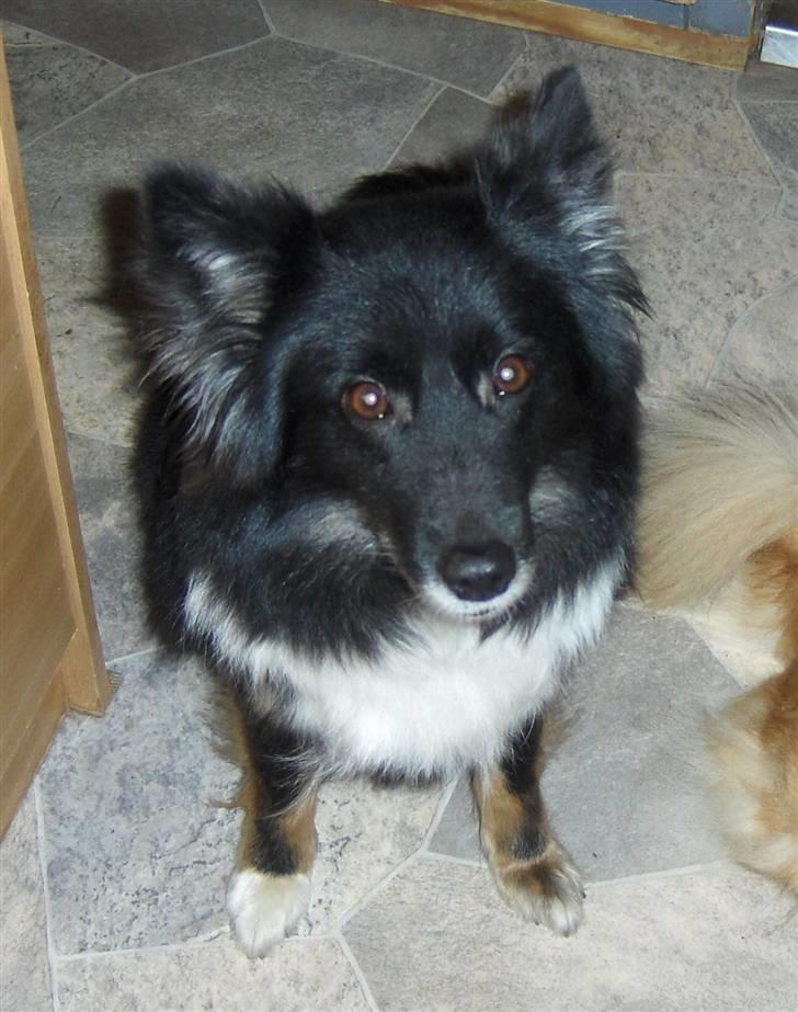 Islandsk fårehund Sólargeisli Eiga - SÅ uskyldig kan jeg se ud. billede 5