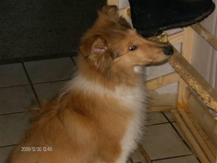 Collie langhåret Tonnie - Dette er min bidepind billede 7