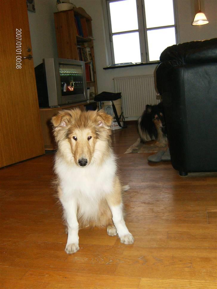 Collie langhåret Tonnie billede 8