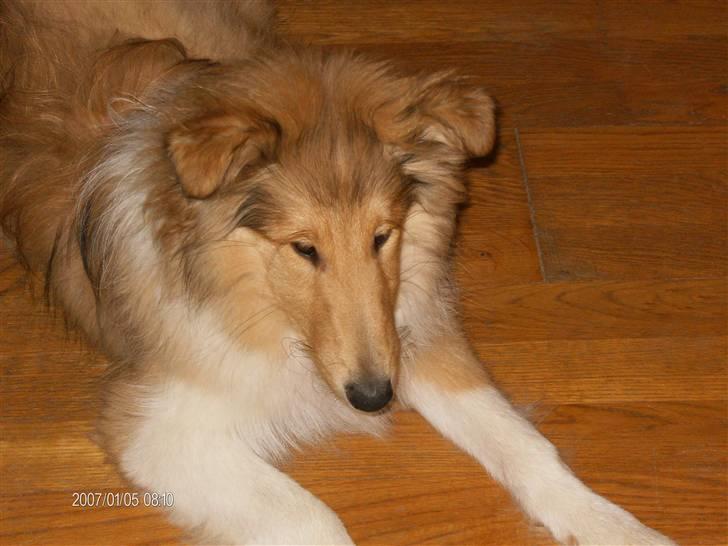 Collie langhåret Tonnie billede 9