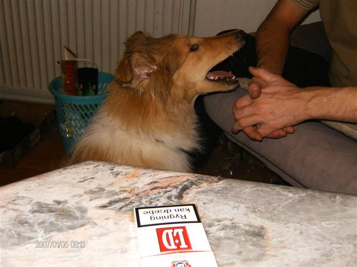 Collie langhåret Tonnie - Sidder og taler med min far ;-) billede 10