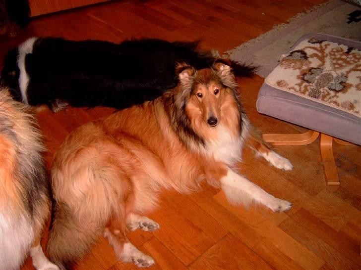 Collie langhåret Bibi billede 7