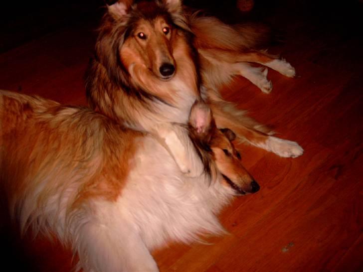 Collie langhåret Bibi - sådan holder man en Svensker nede ;-) billede 8