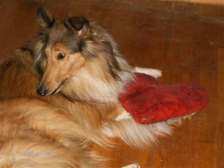 Collie langhåret Bibi - Her er min røde pude, som jeg fik af min mor da jeg kom til Danmark  LOL billede 9