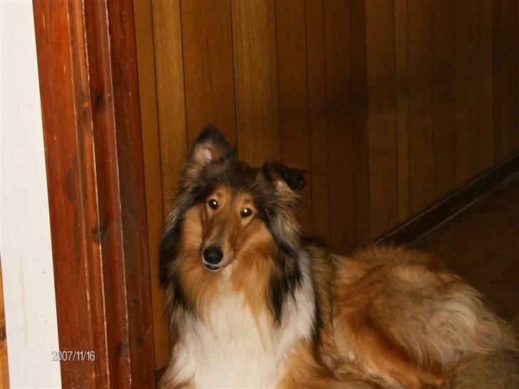 Collie langhåret Bibi - Jeg lytter, siger du noget  billede 10