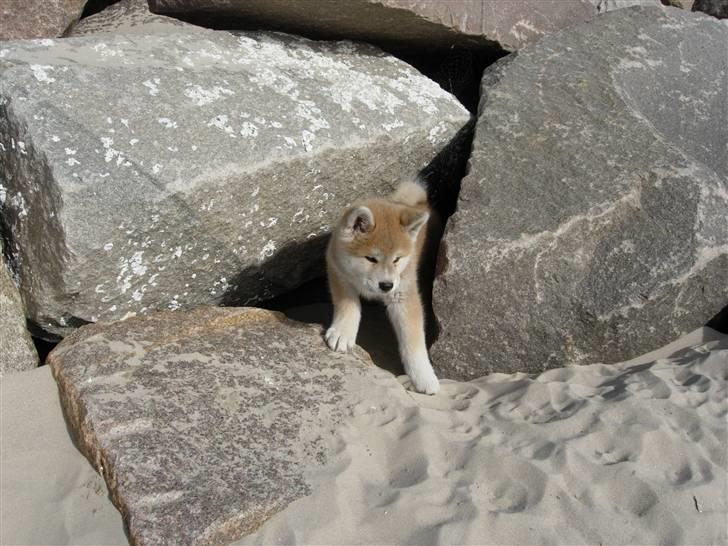 Akita inu sheila - sheila som hvalp billede 16