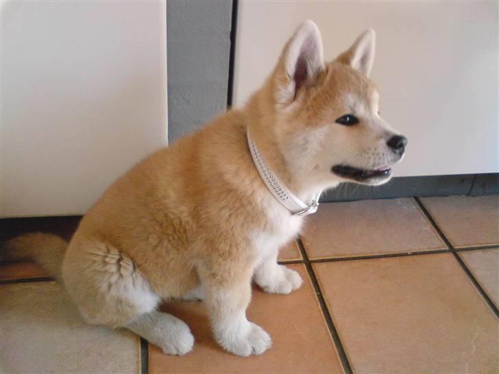 Akita inu sheila - sheila som hvalp billede 17
