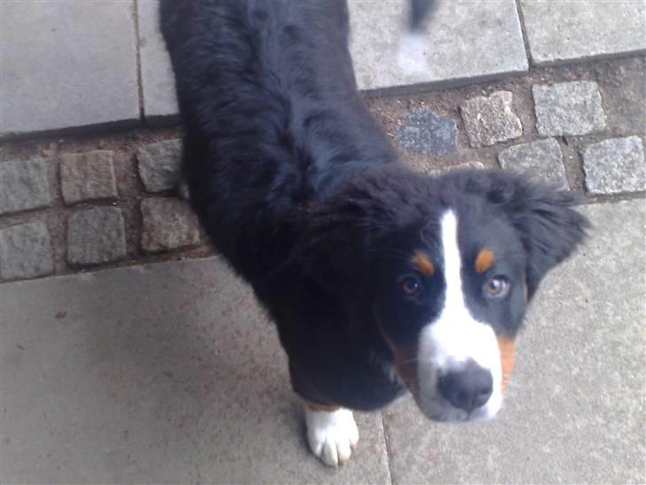 Berner sennenhund Samson billede 1