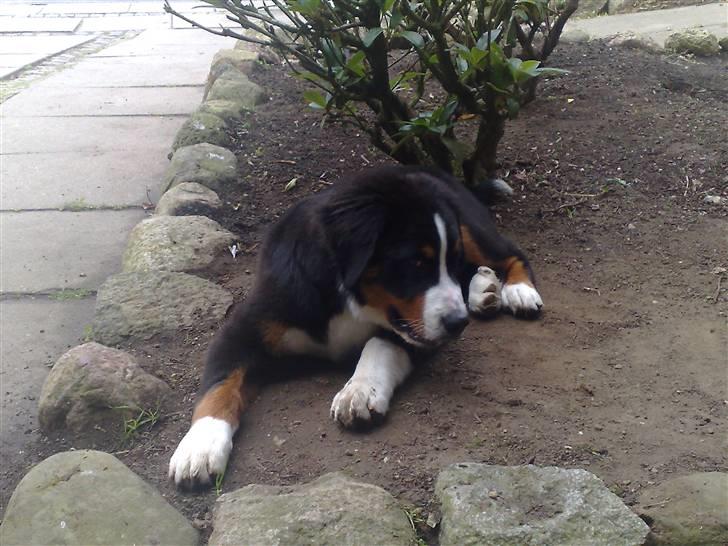 Berner sennenhund Samson billede 2