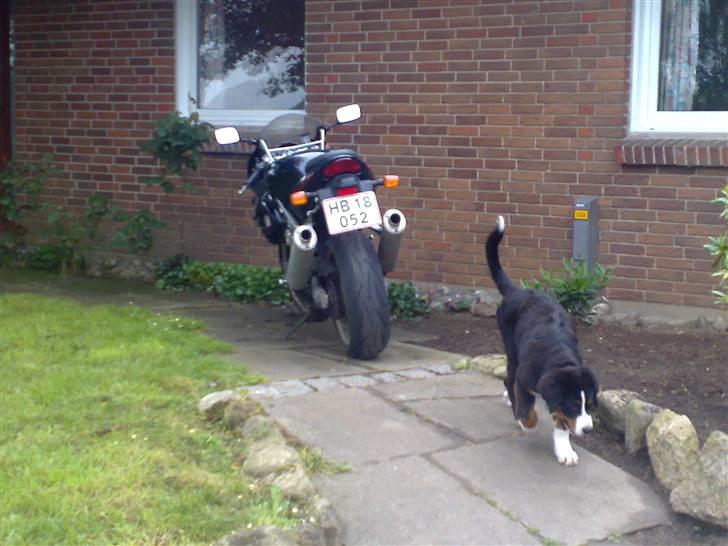 Berner sennenhund Samson billede 3