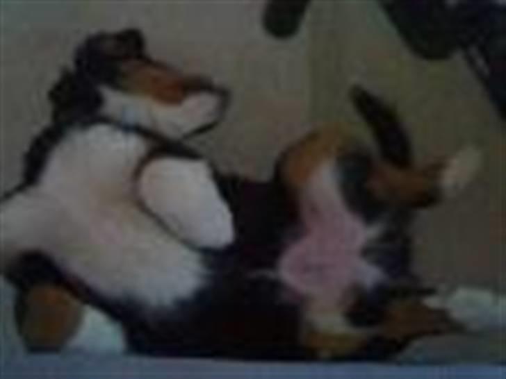 Berner sennenhund Samson billede 4