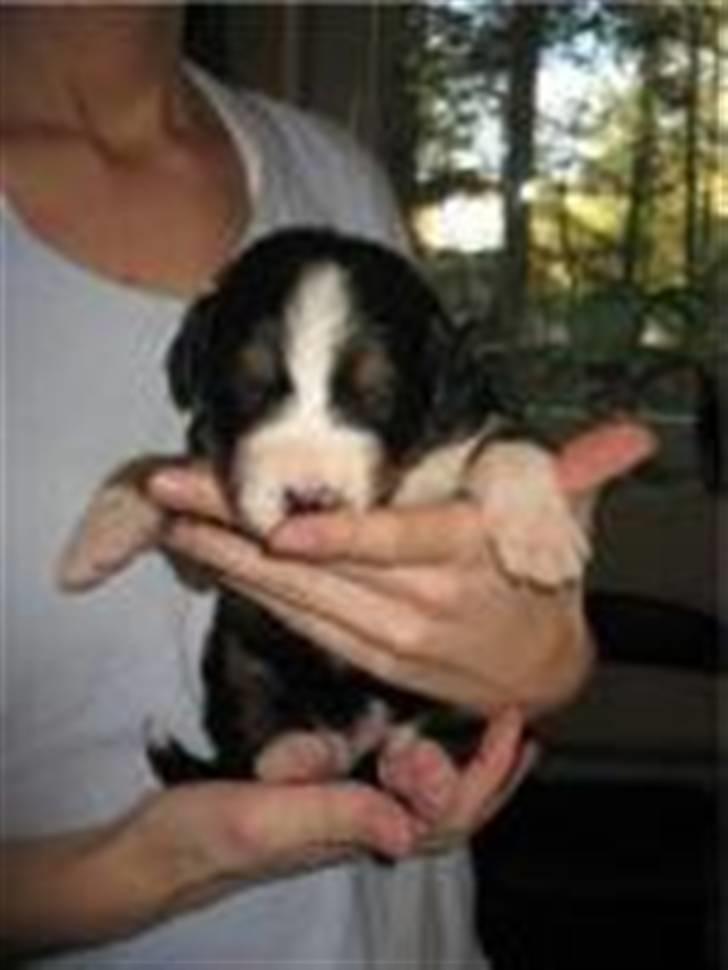 Berner sennenhund Samson billede 5