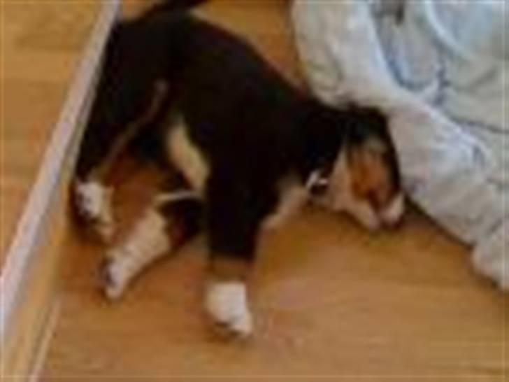 Berner sennenhund Samson billede 6