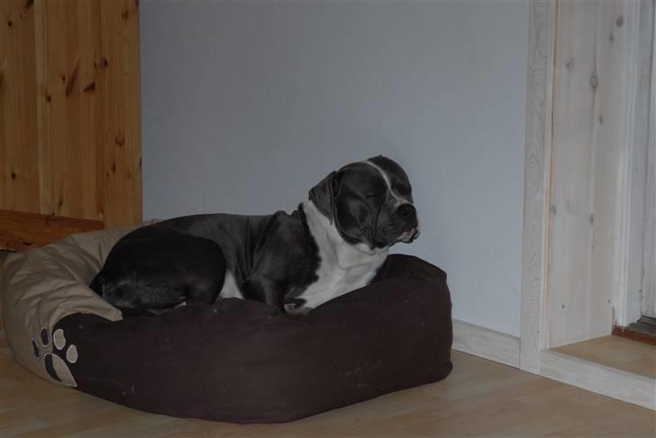 Blanding af racer Tass *RIP* billede 5