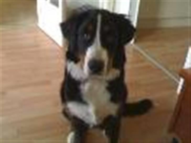 Berner sennenhund Samson billede 7